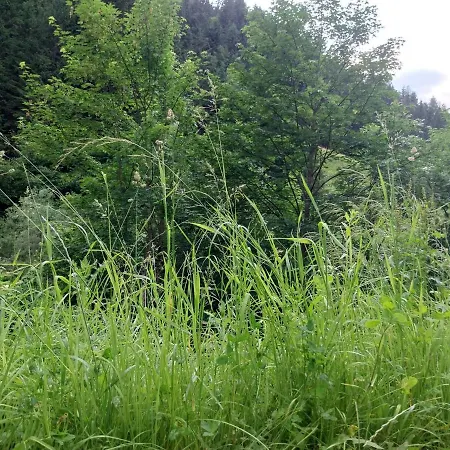 Fellbacher, Weissensee