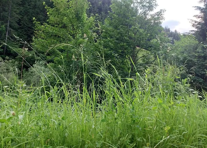 Fellbacher, Weissensee